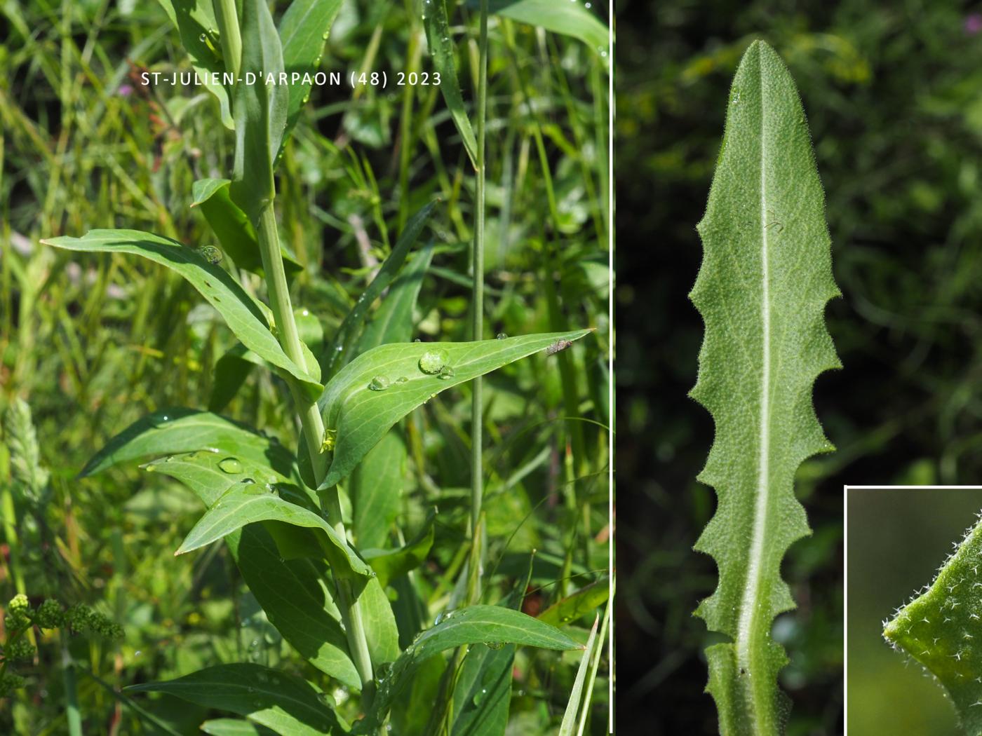 Mustard, Tower leaf